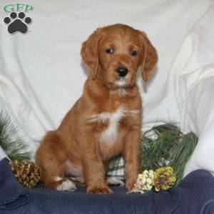 Rudy, Labrador Mix Puppy